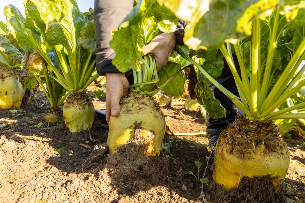 Timbale fodder beet